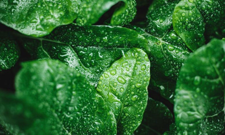 ¿Qué le pasa a tus plantas si las riegas con agua con cloro? 1 ¿Que le pasa a tus plantas si las riegas con
