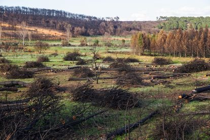 HP planta 2.000 árboles en un monte calcinado por el fuego en León 4 Durante 18 días de 2012, las llamas devastaron en Castrocontrigo casi 12.000 hectáreas de árboles, matorral, pasto y cultivos, el equivalente a casi 20.000 campos de fútbol.