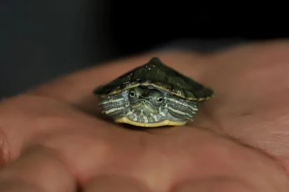¿Cuál es el animal ideal para regalar a un niño esta Navidad? Ninguno 3 ¿Una tortuga viviendo en una de esas populares tortugueras de plástico en forma de riñón con una palmera de adorno? "Una aberración", según los expertos.