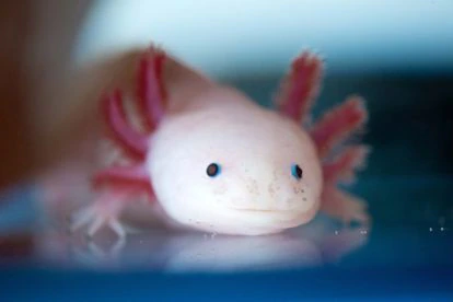 ¿Cuál es el animal ideal para regalar a un niño esta Navidad? Ninguno 4 El axolote, una especie de salamandra, es un animal tan bonito e 'instagrameable' como complejo de cuidar.