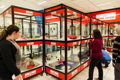¿Cuál es el animal ideal para regalar a un niño esta Navidad? Ninguno 5 Panorámica de una tienda de animales con gatos y perros a la venta en el año 2012.