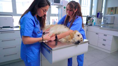 ¿Cuál es el animal ideal para regalar a un niño esta Navidad? Ninguno 6 Aparte de lo complejo de sus cuidados, los expertos también recuerdan que los animales enferman y las consultas veterinarias pueden ser costosas. Es importante saberlo antes de llevar a un animal a casa.