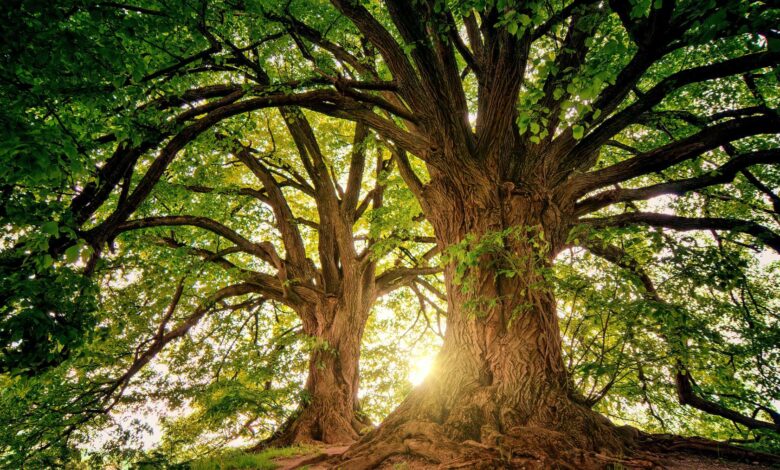 La cantidad de oxígeno que produce un árbol y otras curiosidades 1 La cantidad de oxigeno que produce un arbol y otras