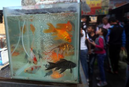 ¿Cuál es el animal ideal para regalar a un niño esta Navidad? Ninguno 2 No, un pez no es un buen regalo para un niño. Sus cuidados son más complejos de lo que se cree.