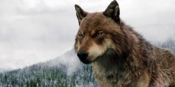 10 cosas que solo los fanáticos de los libros de Crepúsculo saben sobre la rivalidad de Edward con Jacob 3 10 cosas que solo los fanaticos de los libros de.5