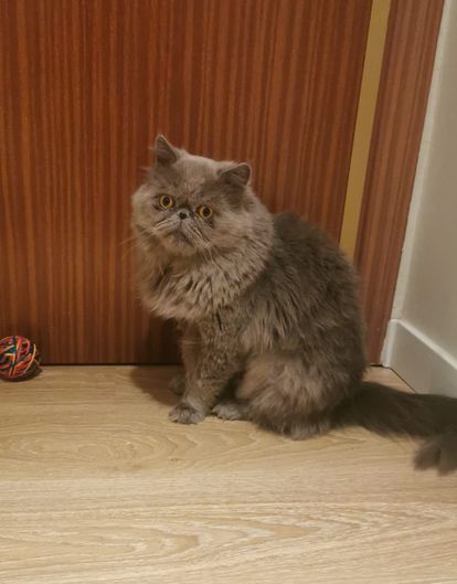Cómo evitar que tu gato deje huella ambiental 2 El madrileño Javier Sánchez, de 32 años, es el dueño del gato persa 'Caruso', capturado a traición en la imagen mientras juega con la pelota. Explica que no gasta demasiado tiempo en el reciclaje de los residuos, aunque su felino acude con asiduidad al arenero. “Cambiamos y tiramos la arena cada semana, pero retiramos los excrementos a diario con una especie de pala. Las bolsas de comida y de la propia arena las tiramos al cubo amarillo, pero nos duran mucho, son grandes”, detalla.