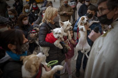 Los españoles se sienten muy cercanos a los animales y la mayoría rechaza su uso en circos, corridas de toros, caza, vestidos y cosmética 2 Decenas de personas acuden a bendecir a sus mascotas en la iglesia de San Antonio, el año pasado en Barcelona.