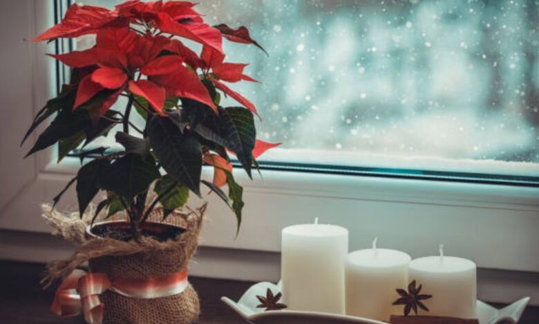 ¿Cuáles son las flores más bonitas para decorar en Navidad? 1 ¿Cuales son las flores mas bonitas para decorar en Navidad