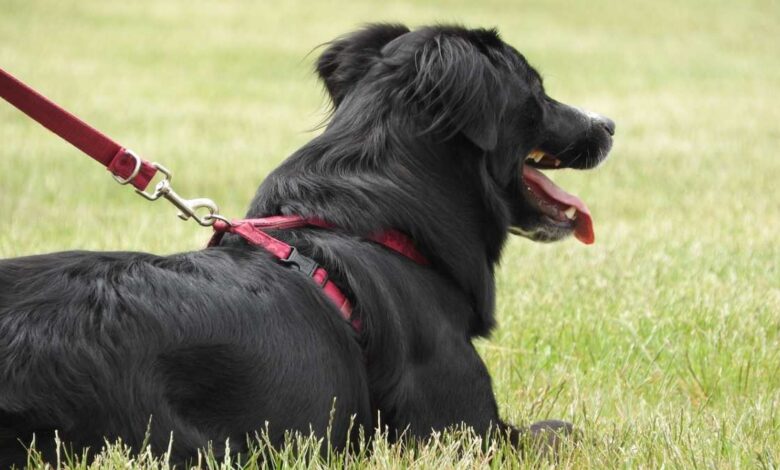 ¿Cuántos años tiene mi perro? Así puedes calcular su edad 1 ¿Cuantos anos tiene mi perro Asi puedes calcular su edad