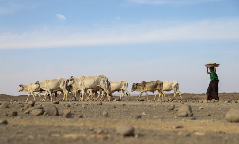 El Cuerno de África se enfrenta a la hambruna debido a su peor sequía en 40 años 1 El Cuerno de África se enfrenta a la hambruna debido a su peor sequía en 40 años