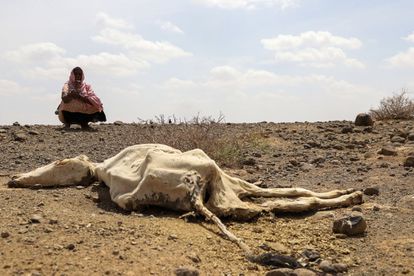La sombra alargada de la hambruna en el este de África por los estragos de la guerra en Ucrania 3 Una mujer mira el cadáver de una vaca, consecuencia de la sequía que afecta a Higlo Kebele, región somalí de Etiopía.