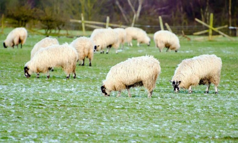 Qué es la ganadería ecológica: ventajas e inconvenientes 1 Que es la ganaderia ecologica ventajas e inconvenientes