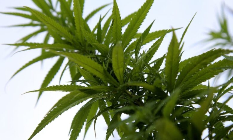 Cámara Baja de EU aprueba una iniciativa para despenalizar la marihuana a nivel federal