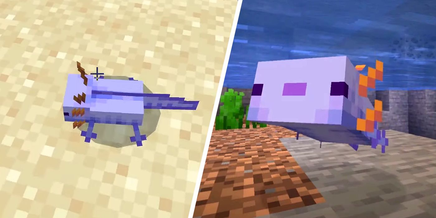 C Mo Generar Un Ajolote Azul En Cada Versi N De Minecraft La Neta Neta