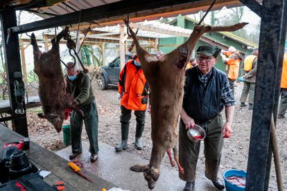 El voto cazador, un ansiado trofeo en las presidenciales de Francia 1 Cazadores limpian un ciervo y un jabalí en el bosque de Wailly.