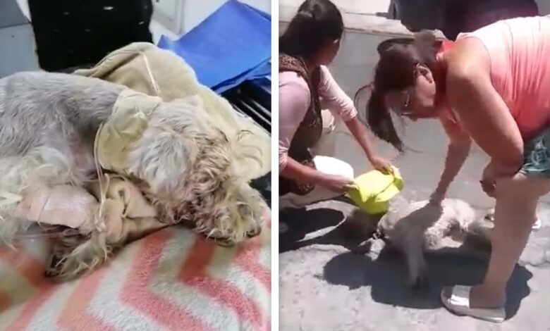 Murió Pucca, la perrita herida con un desarmador por un presunto empleado de la CFE 1 Murió Pucca, la perrita herida con un desarmador por un presunto empleado de la CFE