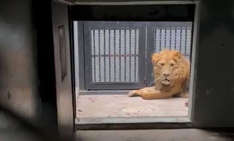 Llegan al zoológico de Chapultepec los primeros felinos rescatados del Black Jaguar-White Tiger 1 Llegan al zoológico de Chapultepec los primeros felinos rescatados del Black Jaguar-White Tiger