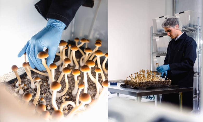 Realizan el primer ensayo con derivados de hongos alucinógenos autorizado por la FDA 1 Realizan el primer ensayo con derivados de hongos alucinógenos autorizado por la FDA
