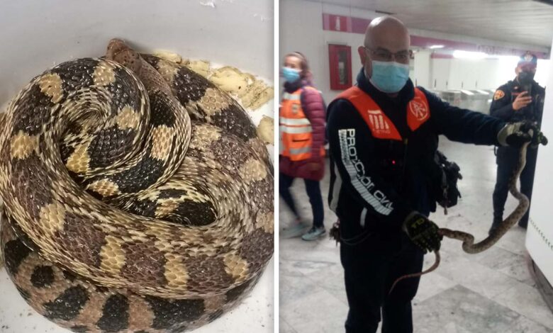 Hallan enorme serpiente en el Metro de la CDMX | Fotos 1 Hallan enorme serpiente en el Metro de la CDMX | Fotos