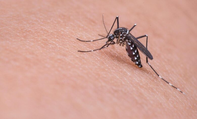 los productos que no funcionan contra los mosquitos 1 los productos que no funcionan contra los mosquitos