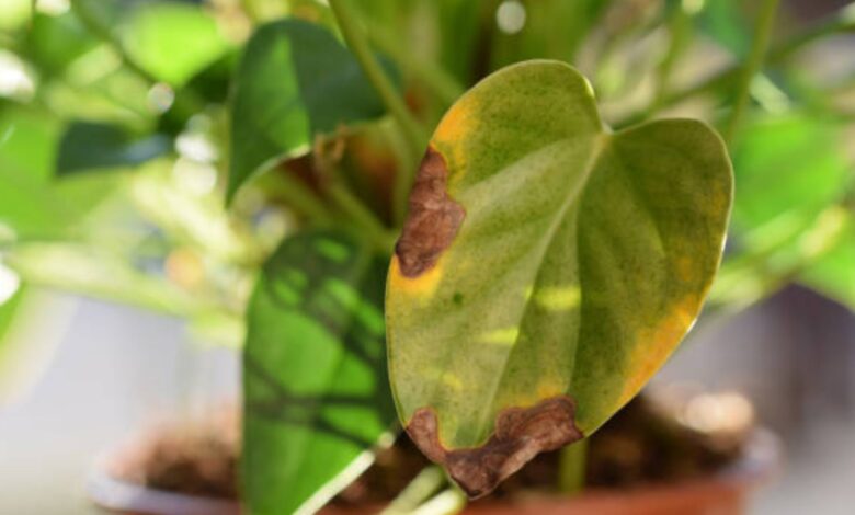 Los trucos para recuperar tus plantas tras el verano 1 Los trucos para recuperar tus plantas tras el verano