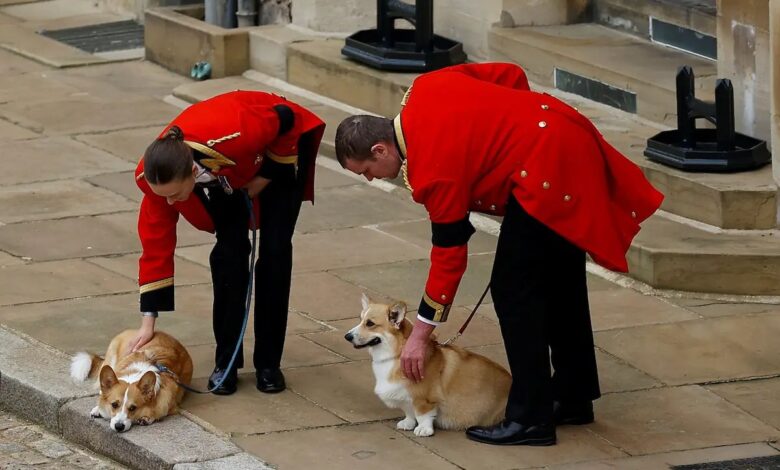 Sus perros corgis ya ‘extrañan’ a la reina Isabel, según entrenador 1 Sus perros corgis ya ‘extrañan’ a la reina Isabel, según entrenador
