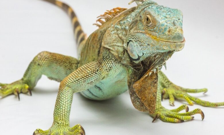 4 curiosidades sobre los huevos iguana 1 4 curiosidades sobre los huevos iguana