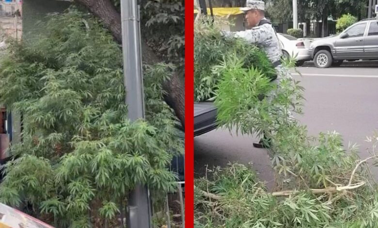 Plantas de casi 3 metros de marihuana son retiradas de jardinera en Iztapalapa 1 Plantas de casi 3 metros de marihuana son retiradas de jardinera en Iztapalapa