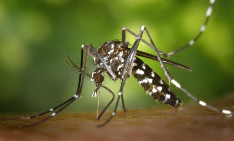 Se detecta un caso del Virus del Oeste del Nilo en Coahuila 1 Se detecta un caso del Virus del Oeste del Nilo en Coahuila