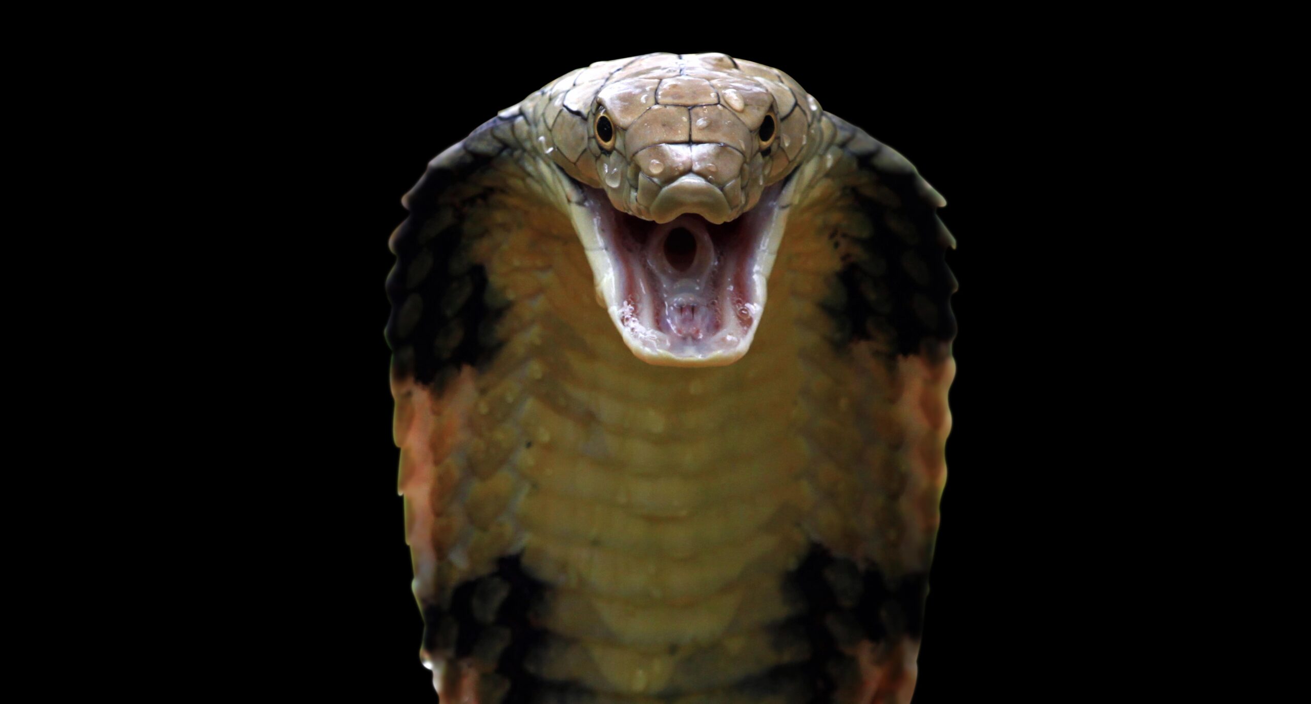 Sigue prófuga víbora venenosa que escapó de un zoológico 1 Sigue profuga vibora venenosa que escapo de un zoologico scaled