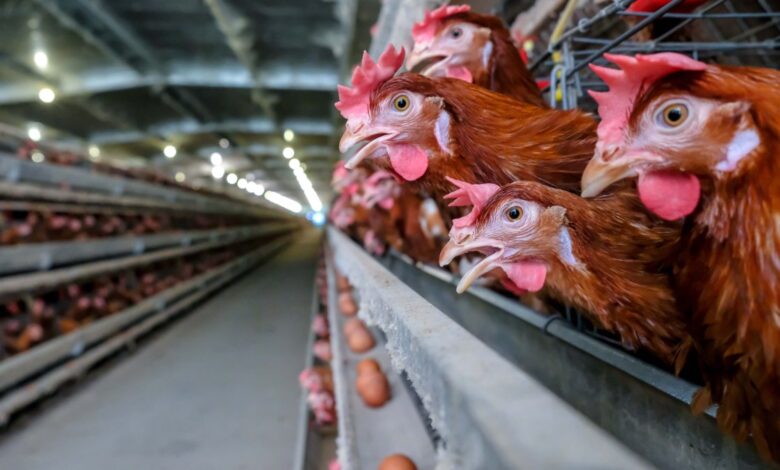 Sacrifican millones de pollos tras hallar gripe aviar en una granja en Estados Unidos 1 Sacrifican millones de pollos tras hallar gripe aviar en una granja en Estados Unidos
