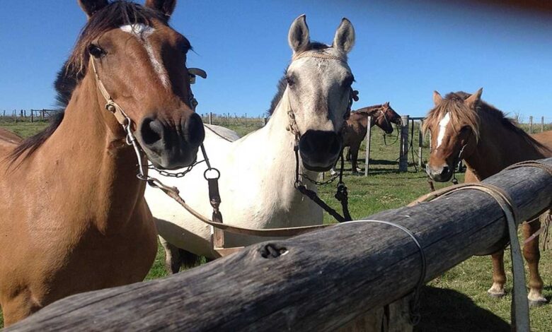 Detectan Encefalitis Equina del Este, en Tamaulipas 1 Detectan Encefalitis Equina del Este, en Tamaulipas