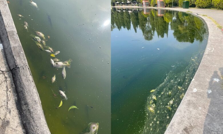 UNAM investigará muerte de peces en Chapultepec: Sheinbaum 1 UNAM investigará muerte de peces en Chapultepec: Sheinbaum