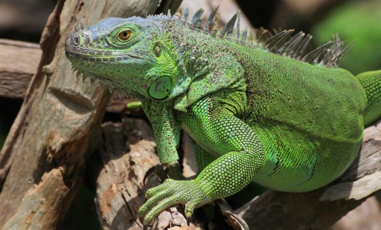 Iguana provoca apagón de “gran escala” en ciudad en el condado Palm Beach 1 Iguana provoca apagón de “gran escala” en ciudad en el condado Palm Beach