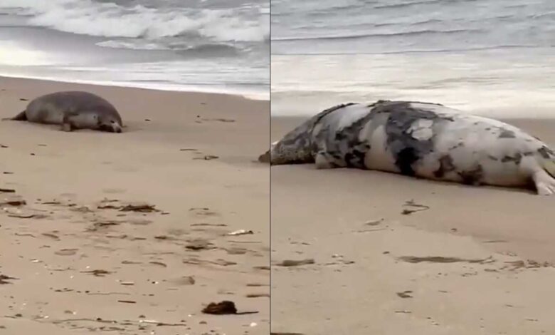 Hallan 2 mil 500 focas muertas en costa de Rusia 1 Hallan 2 mil 500 focas muertas en costa de Rusia