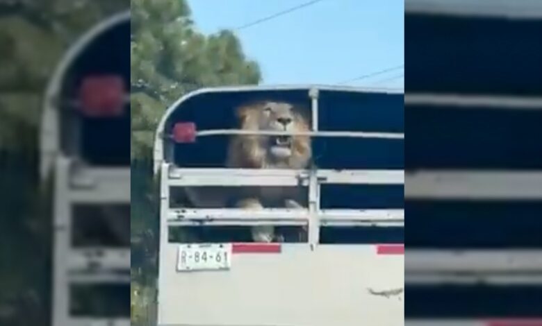 Sin seguridad, transportan un león en carretera México-Toluca | Video 1 Sin seguridad, transportan un león en carretera México-Toluca | Video