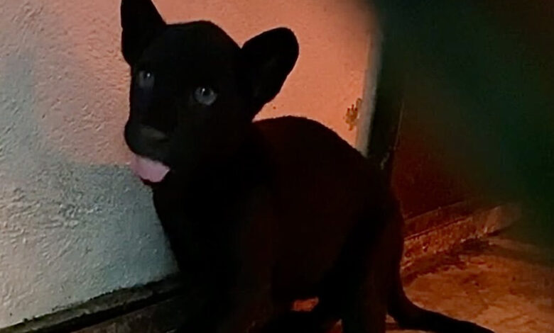 ¡Roar! Jaguar negro es el nuevo habitante en Zoológico Chapultepec 1 ¡Roar! Jaguar negro es el nuevo habitante en Zoológico Chapultepec